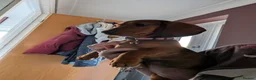 Miniature Dachshund dogs for sale: Female miniature dashaund  - Advert 4