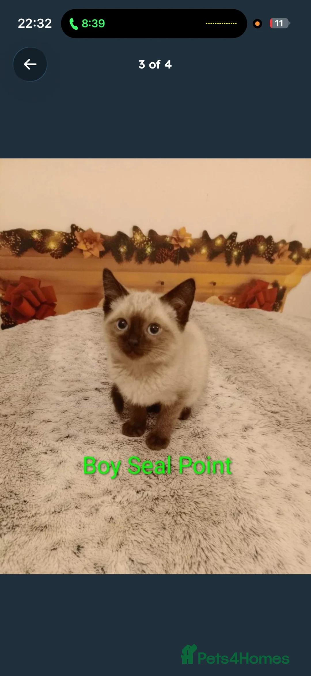 Ragdoll cats for sale: Beautiful Ragdoll kittens - Advert 1