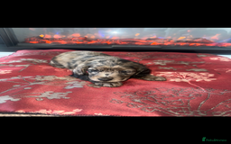 Cocker Spaniel dogs for sale: Show Cocker Spaniels Puppies For Sale - Image 1