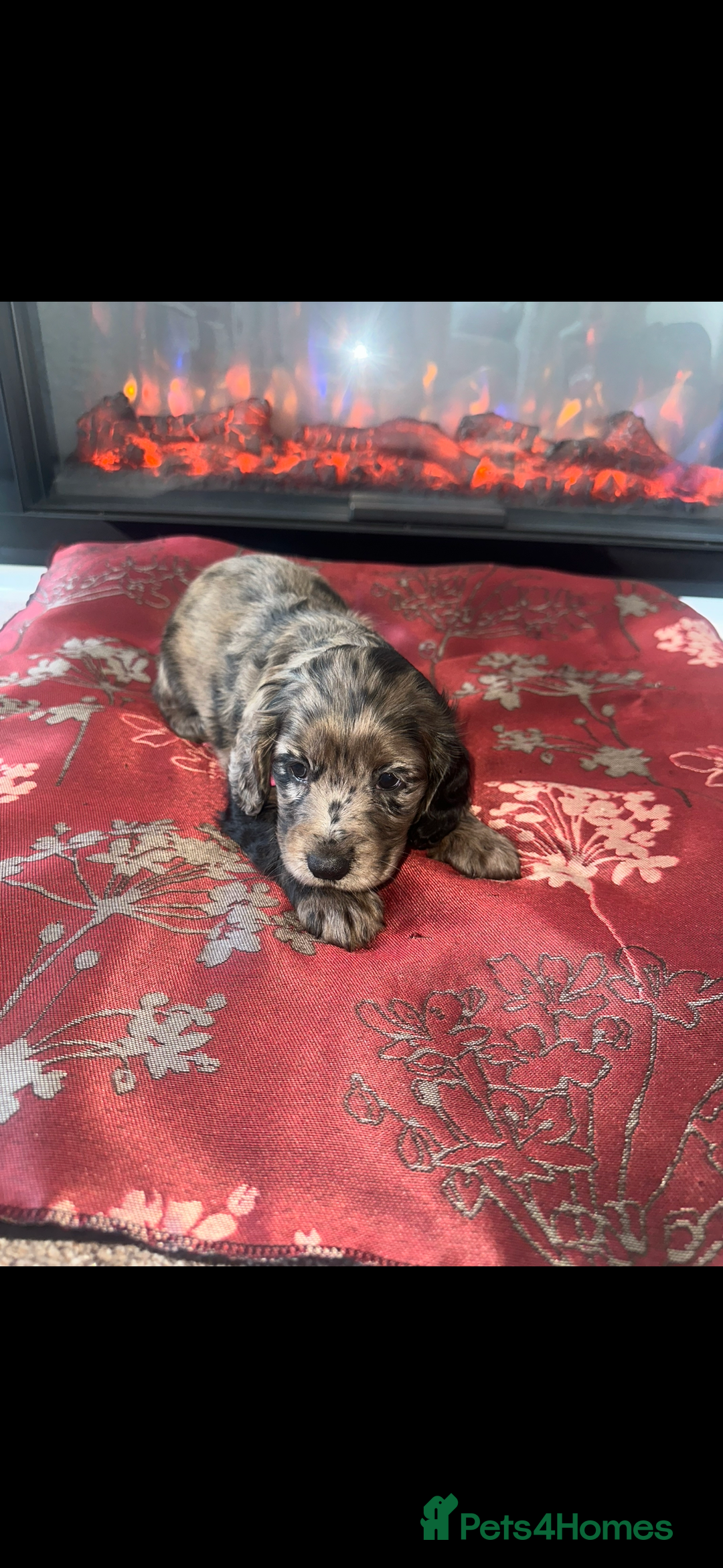 Cocker Spaniel dogs for sale: Show Cocker Spaniels Puppies For Sale - Image 1