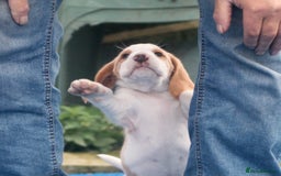 Beagle dogs for sale:  Kennel Club Reg TAN & WHITE BEAGLE BOYS - Image 7
