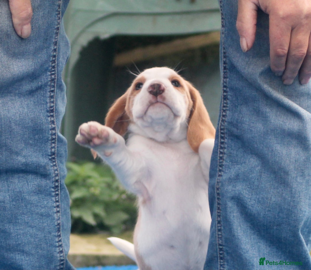 Beagle dogs for sale:  Kennel Club Reg TAN & WHITE BEAGLE BOYS - Image 7