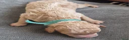 Cockapoo dogs for sale: 5 beautiful F1b puppies - Advert 8