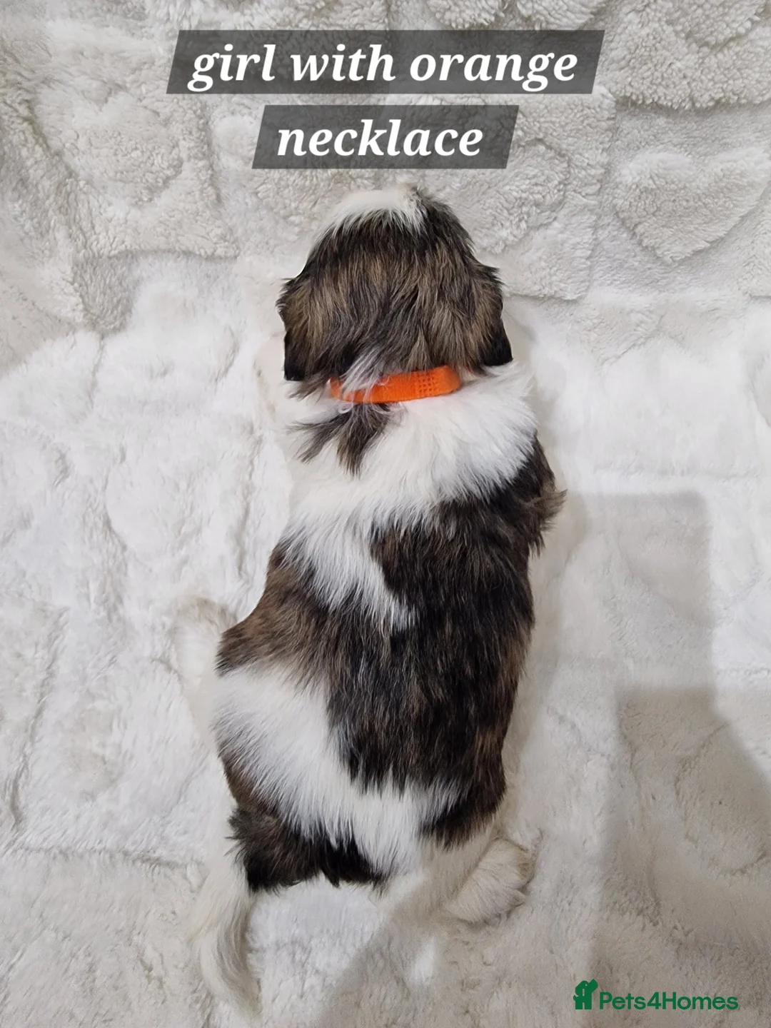 Shih Tzu dogs for sale: Pure breed Shih Tzu puppy - Advert 23