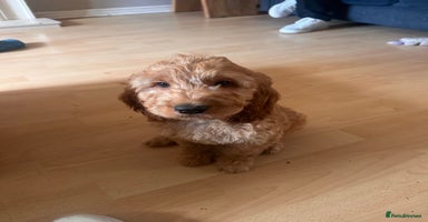 Irish Doodle dogs - Advert 2