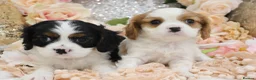 Cavalier King Charles Spaniel dogs for sale: HEALTH TESTED KC Cavalier King Charles Spaniels - Advert 28