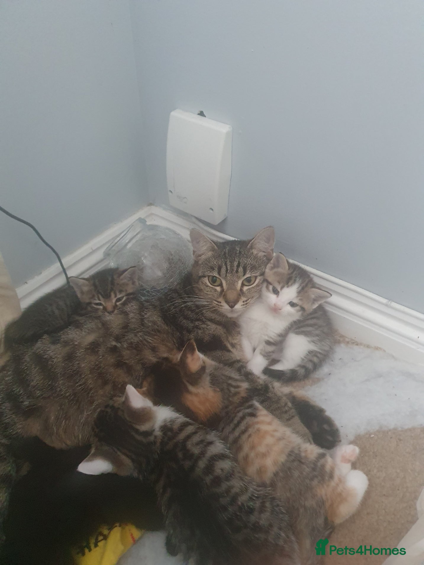 British Shorthair cats Gorgeous, soft, and playful kittens - Advert 2