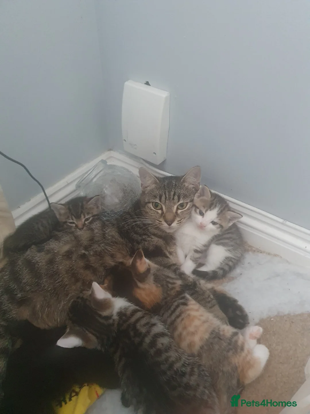 British Shorthair cats for sale: Gorgeous, soft, and playful kittens in Maidstone - Advert 1