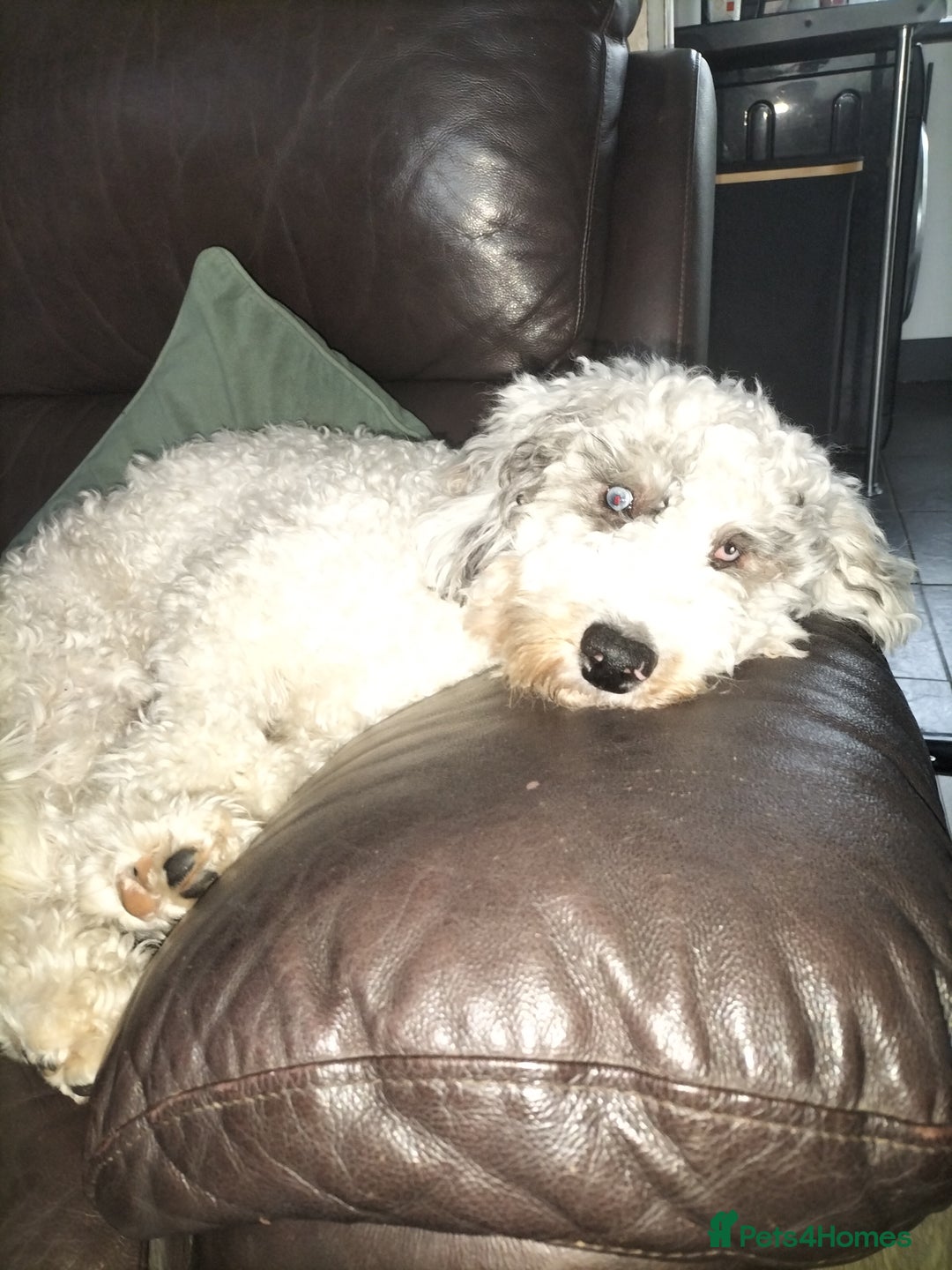 Cockapoo dogs for sale: 7 MONTH OLD MALE COCKAPOO - Image 5