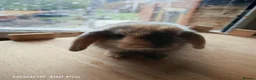 Mini Lop rabbits for sale: Pure Bred Mini Lop - Advert 10