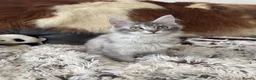 Maine Coon cats for sale: Champion Maine coon girl 💖 - Advert 2