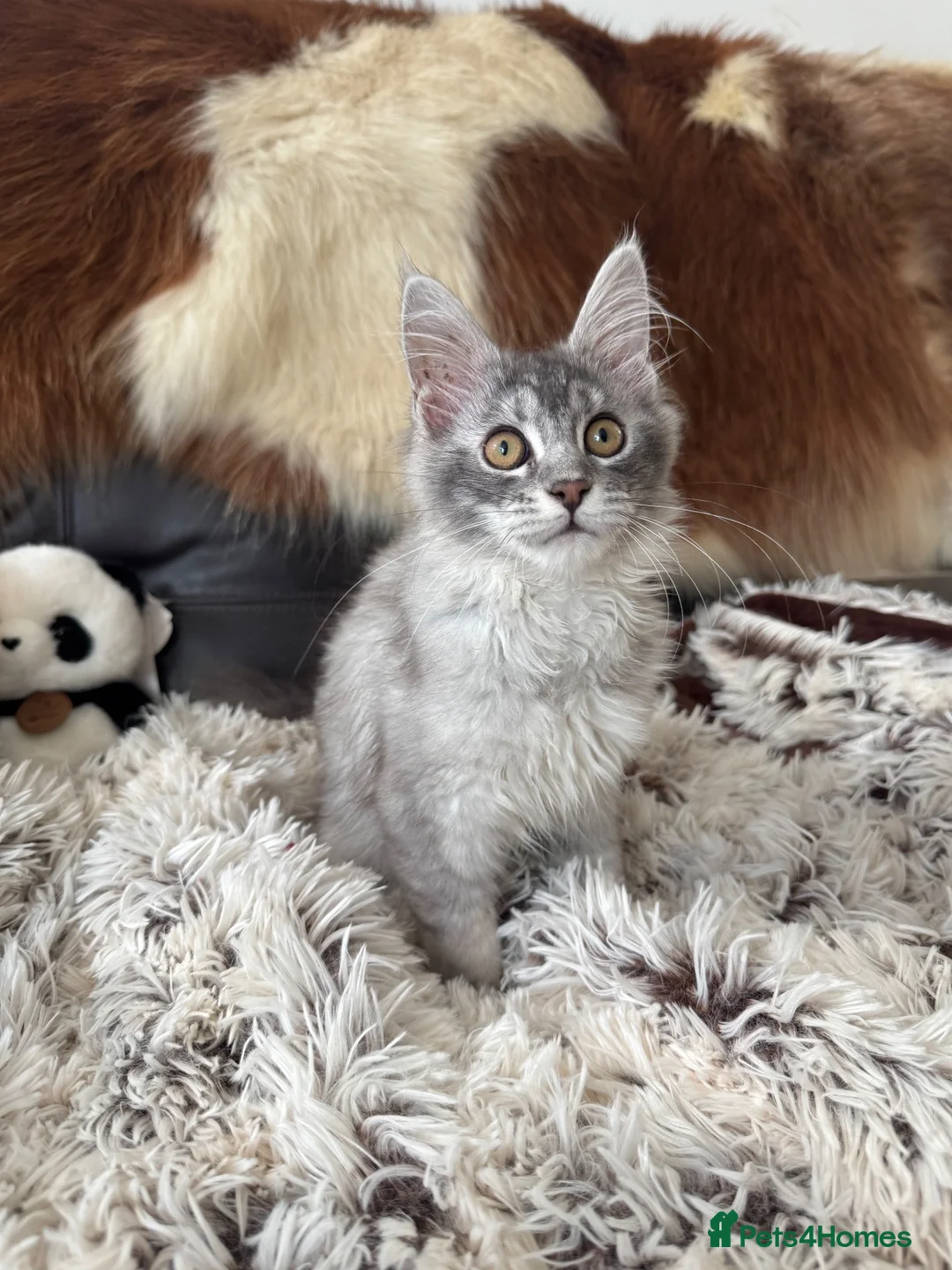 Maine Coon cats for sale: Champion Maine coon girl 💖 - Advert 2