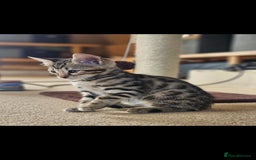 Bengal cats for sale: Bengal kittens. Absolutely beautiful!  - Image 34