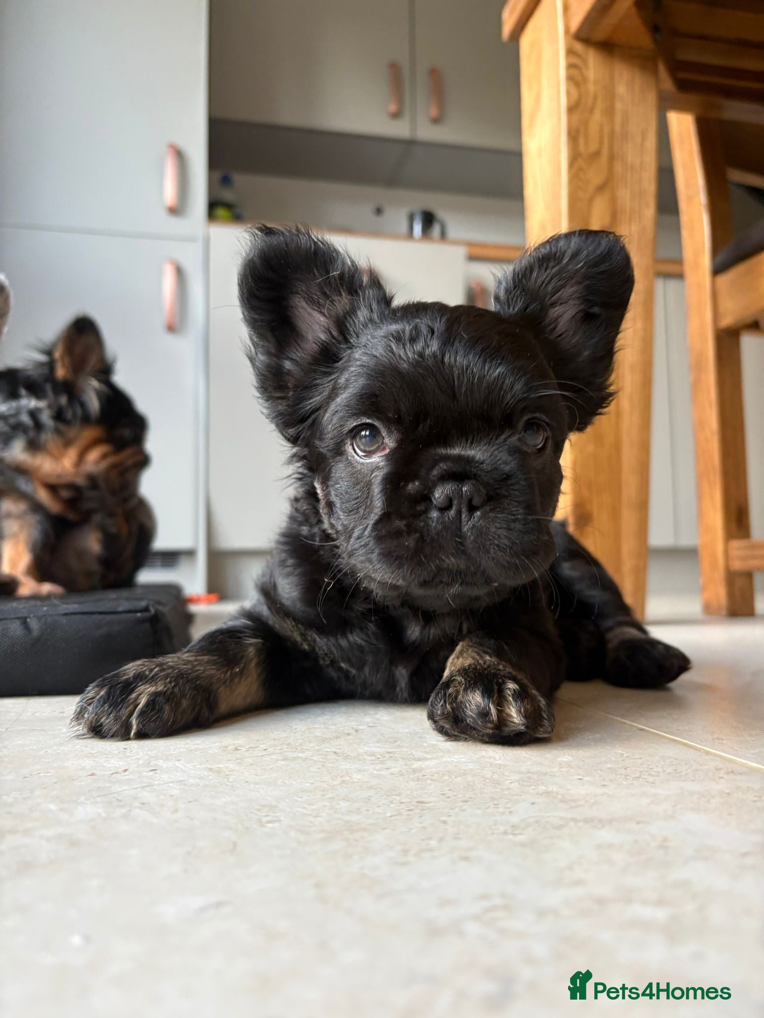 French Bulldog dogs Fluffy French Bulldog Puppies *Ready Now* - Advert 13