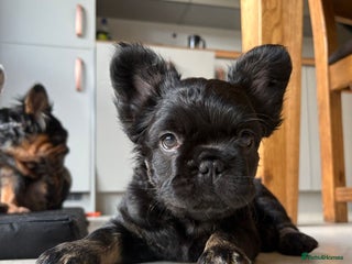 French Bulldog dogs Fluffy French Bulldog Puppies *Ready Now* - Advert 13