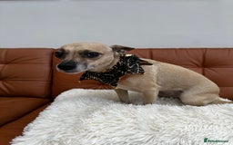 Mixed Breed dogs for sale: Ivy to be rehomed  - Image 3