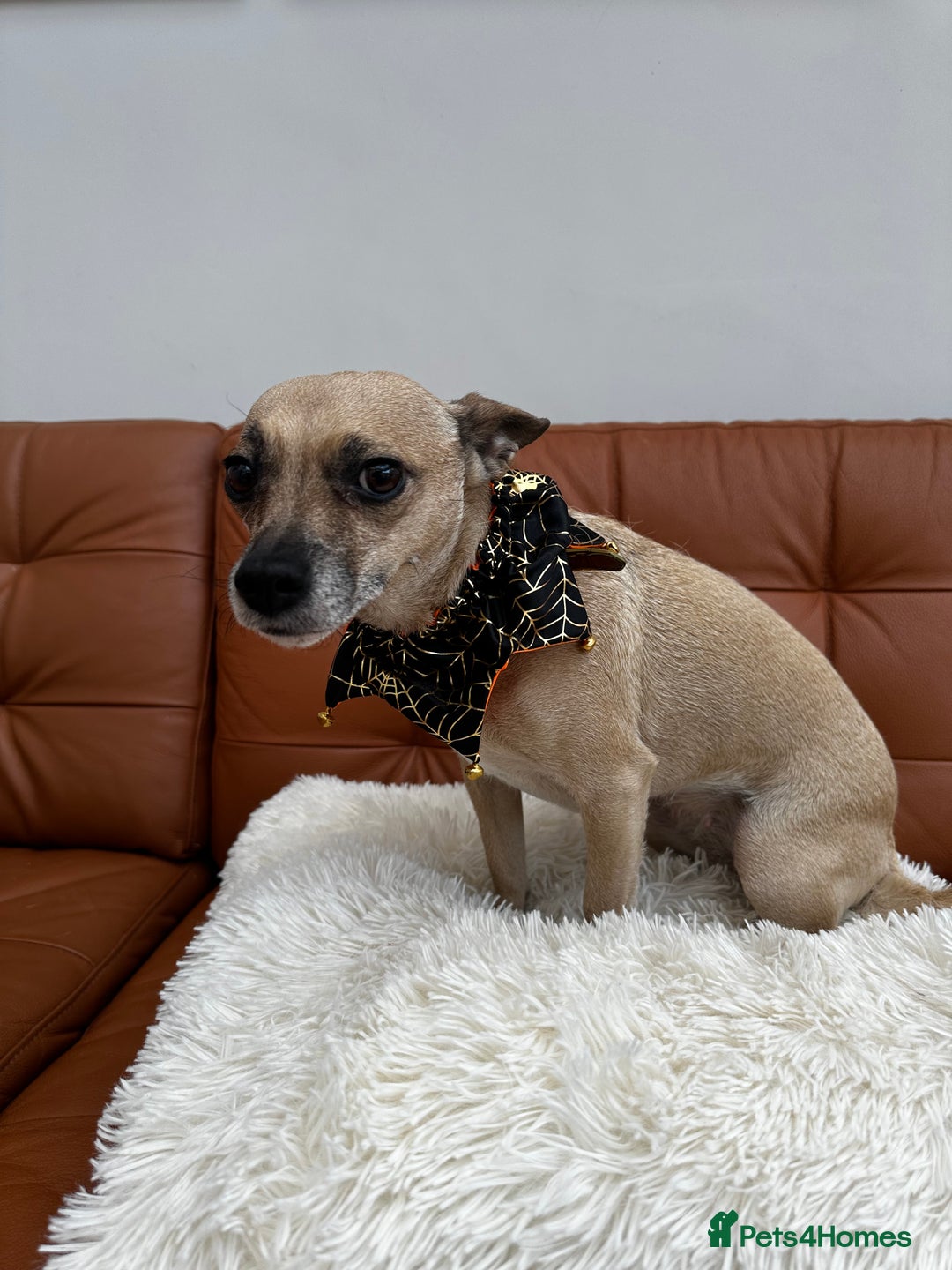 Mixed Breed dogs for sale: Ivy to be rehomed  - Image 3