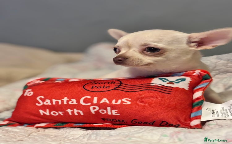 Chihuahua dogs READY TO LEAVE 🏡💗 All white female chihuahua - Advert 4