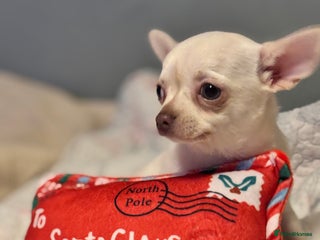 Chihuahua dogs READY TO LEAVE 🏡💗 All white female chihuahua - Advert 4