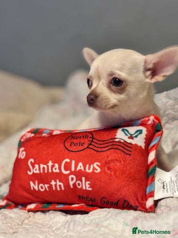 Chihuahua dogs READY TO LEAVE 🏡💗 All white female chihuahua - Advert 3