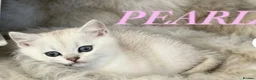 British Shorthair cats for sale: BEAUTIFUL BSH & BLH FEMALE KITTENS  - Advert 3