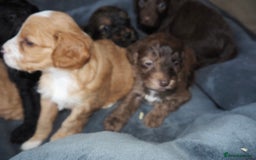 Cockapoo dogs for sale: Gorgeous cockerpoo  puppies for sale  - Image 4