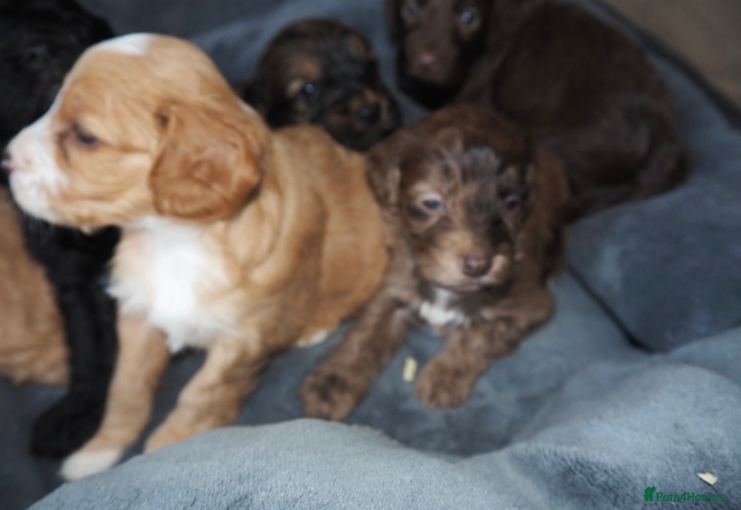 Cockapoo dogs for sale: Gorgeous cockerpoo  puppies for sale  - Image 4