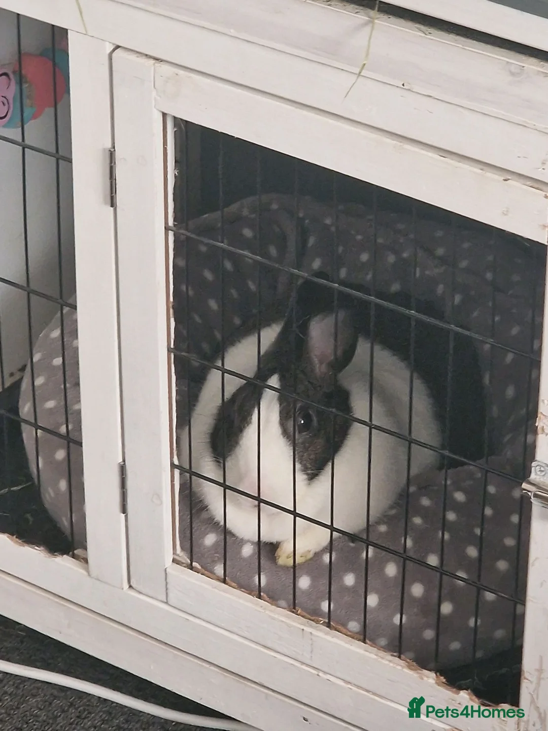 Dutch rabbits for sale: Dutch rabbit looking for a new home. in Wigan - Advert 2