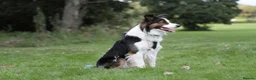 Border Collie dogs for stud: Ridely  - Advert 4