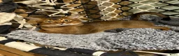 Abyssinian cats for stud: Champion line Aby boy for stud - Advert 1