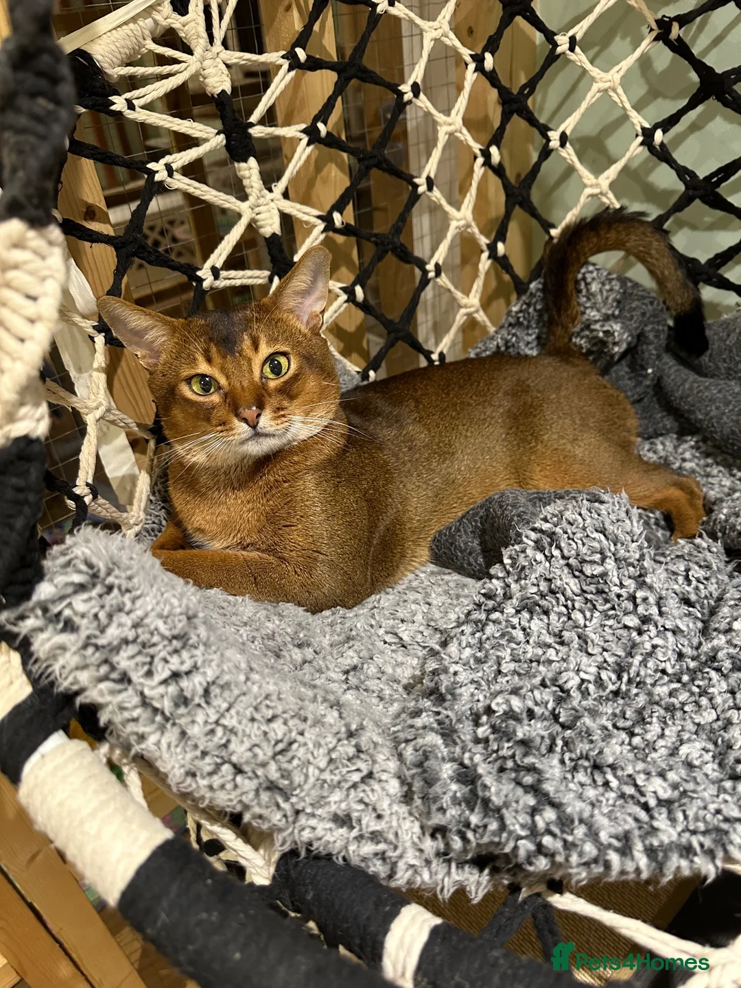 Abyssinian cats for stud: Champion line Aby boy for stud - Advert 1