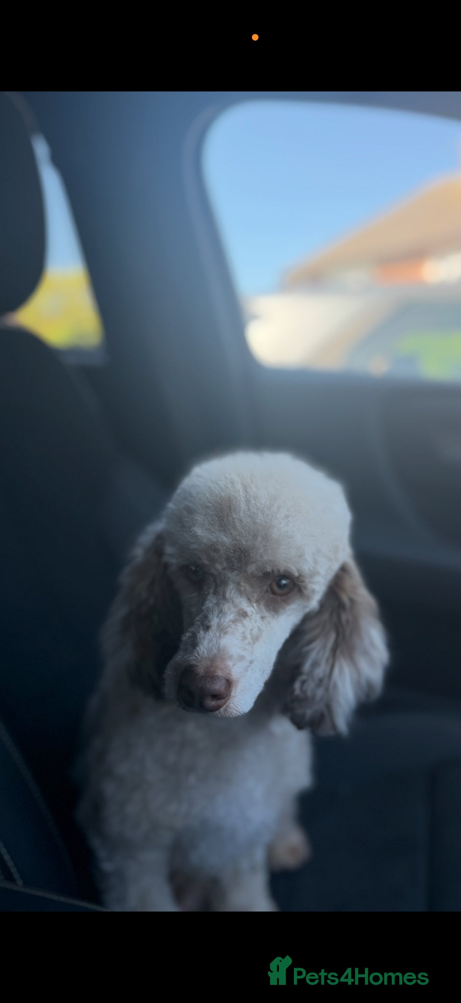 Cavapoo dogs 🤍 MALES AND FEMALES READY TO LEAVE 🤍 - Advert 2