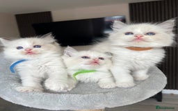 Ragdoll cats for sale: REGISTERED Ragdoll kittens HCM/PKD clear - Image 31