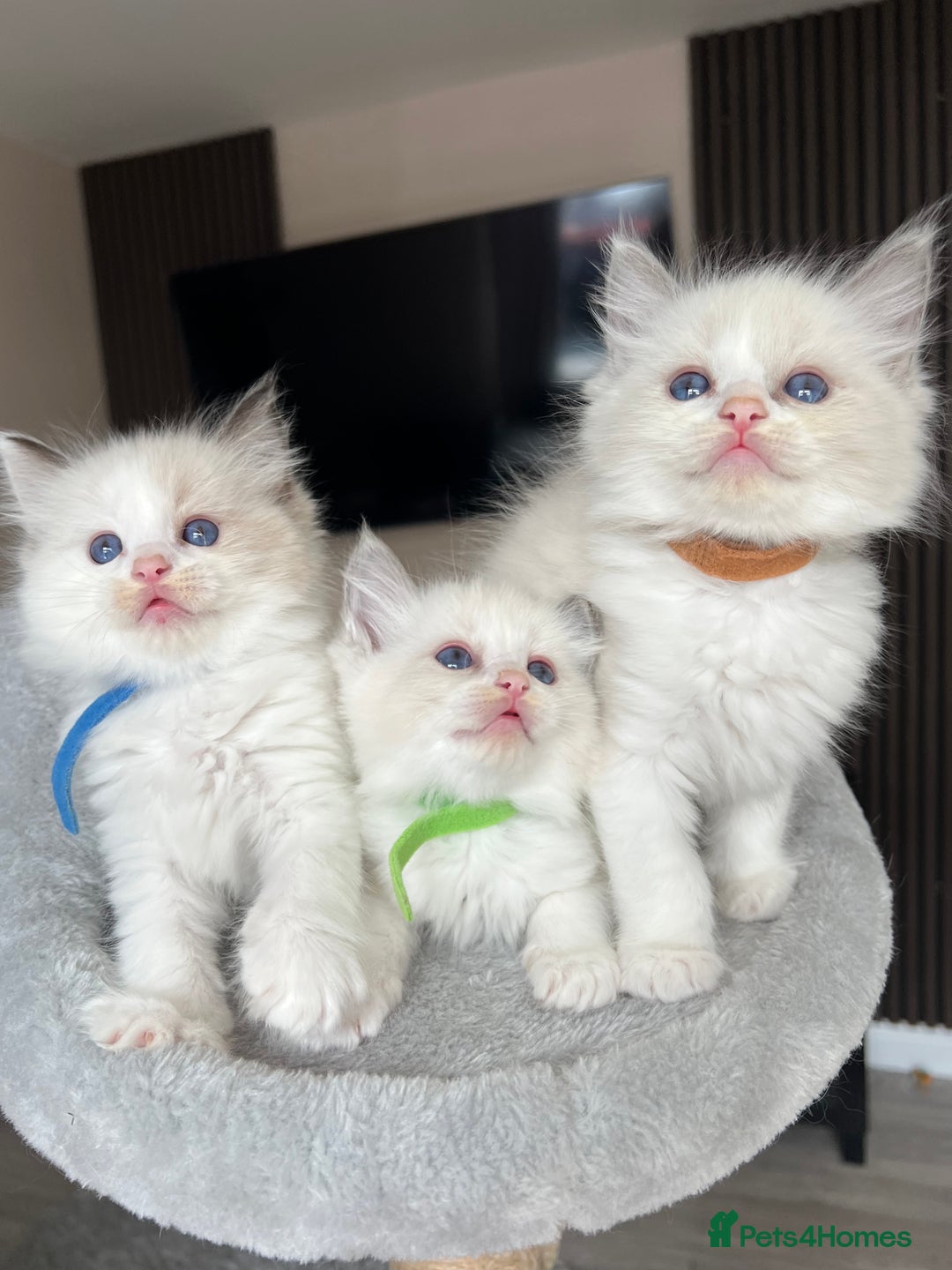 Ragdoll cats for sale: REGISTERED Ragdoll kittens HCM/PKD clear - Image 31