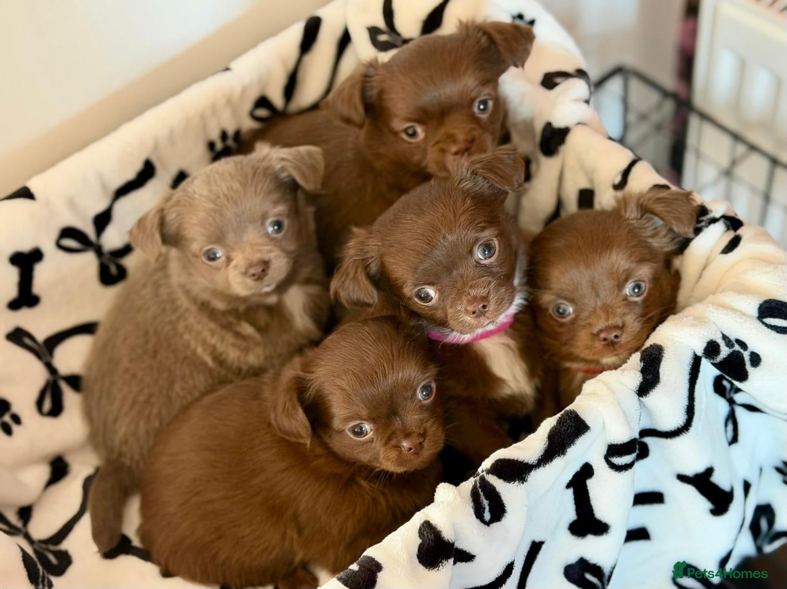 Chihuahua dogs Beautiful Litter of Long Coat Chihuahua Puppies - Advert 3