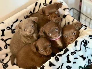 Chihuahua dogs Beautiful Litter of Long Coat Chihuahua Puppies - Advert 3