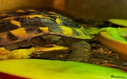 Hermann Tortoise reptiles for sale: Beautiful Hermann Tortoise – Hettie 🐢  - Image 4