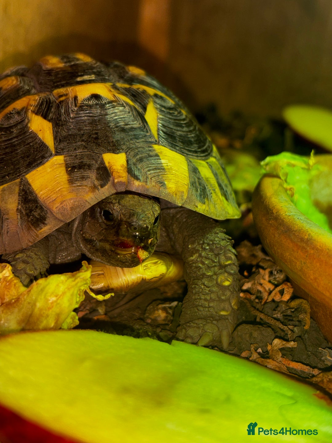 Hermann Tortoise reptiles for sale: Beautiful Hermann Tortoise – Hettie 🐢  - Image 4
