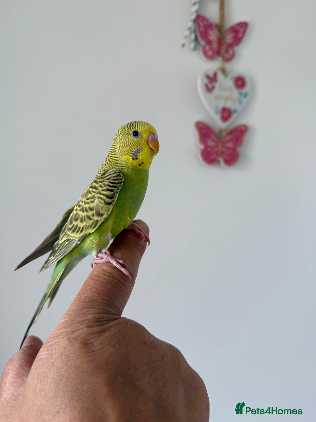 Cockatiels birds for sale: BEAUTIFUL BABY HAND REARED COCKATIEL / BIRDS  in Liverpool - Image 13