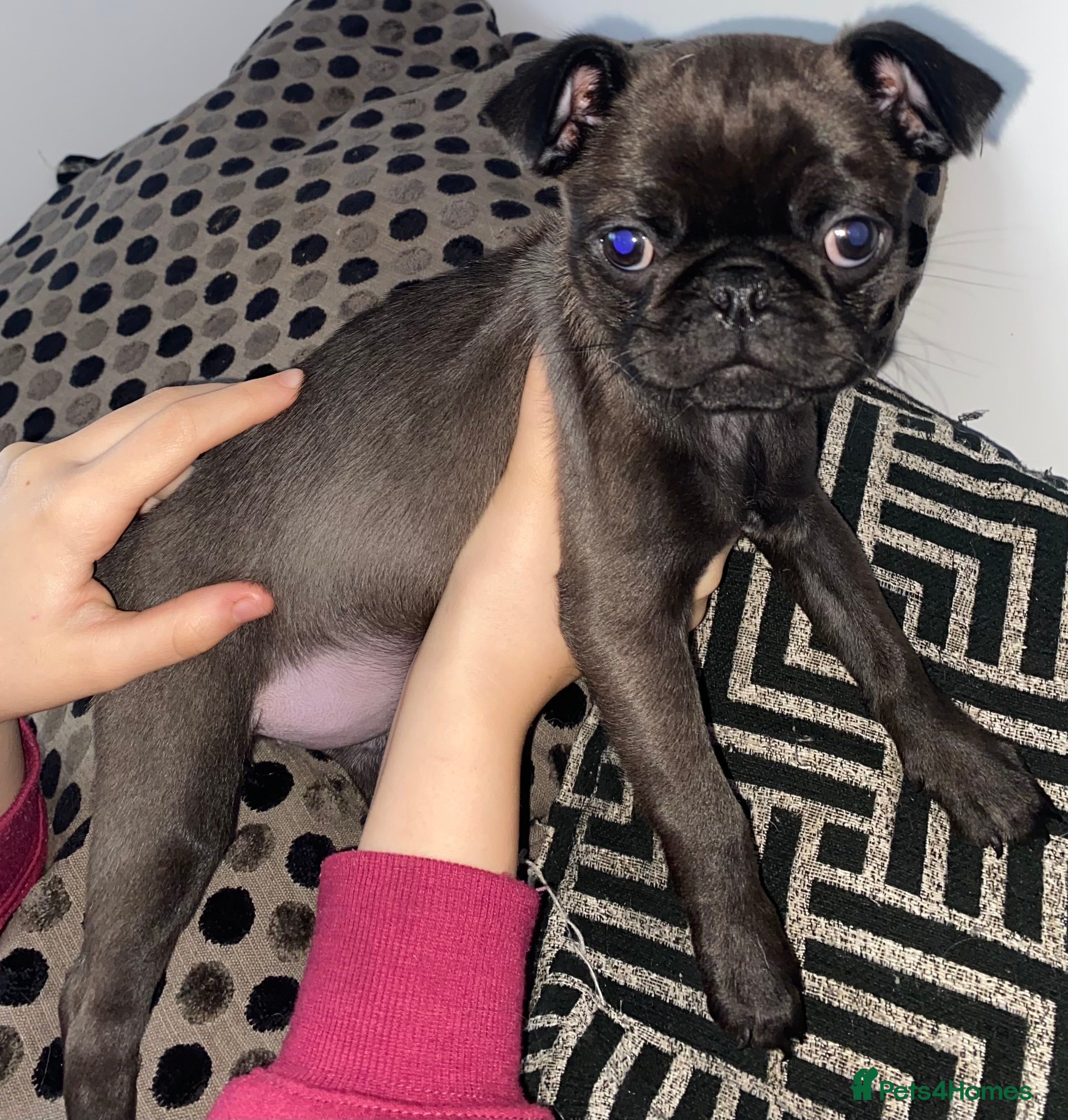 Pug dogs 💓 PUG GIRL 💓 1 REMAINING READY NOW! - Advert 11