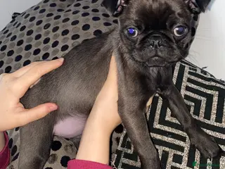 Pug dogs 💓 PUG GIRL 💓 1 REMAINING READY NOW! - Advert 3
