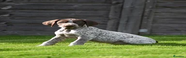 German Shorthaired Pointer 6