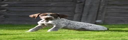 German Shorthaired Pointer dogs for sale: ! Ready now !  - Advert 3
