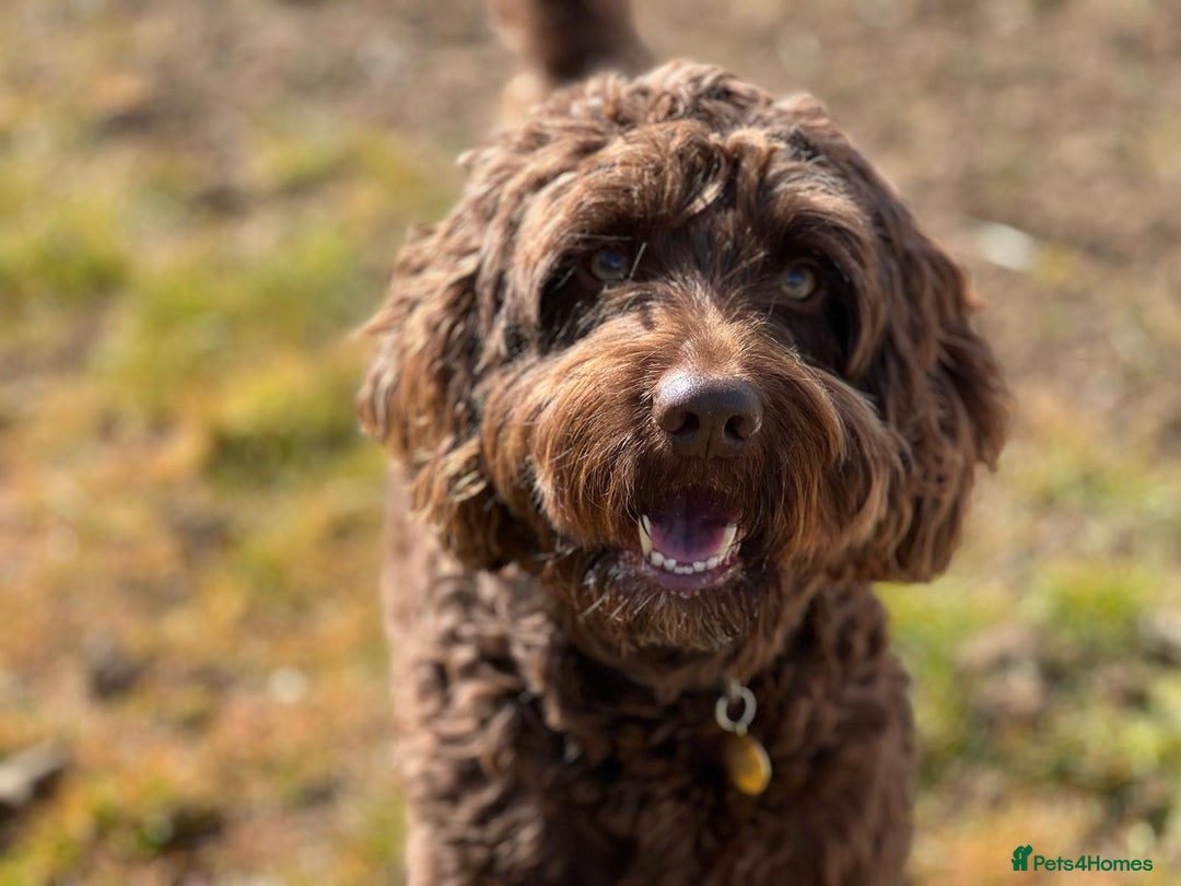 Sproodle dogs for stud: Sproodle For Stud - Image 1