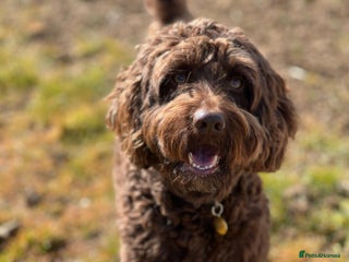 Sproodle dogs - Advert 3