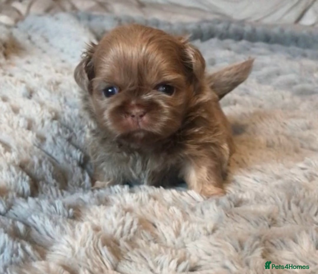 Shih Tzu dogs for sale:  ✨🐶 Exceptional Shih Tzu Puppies Available 🐶✨ - Advert 4