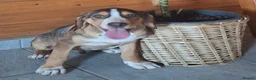 Mixed Breed dogs for adoption: Looking for loving homes  - Advert 3