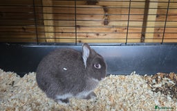 Netherland Dwarf rabbits for sale: Chocolate netherlands for sale - Image 4
