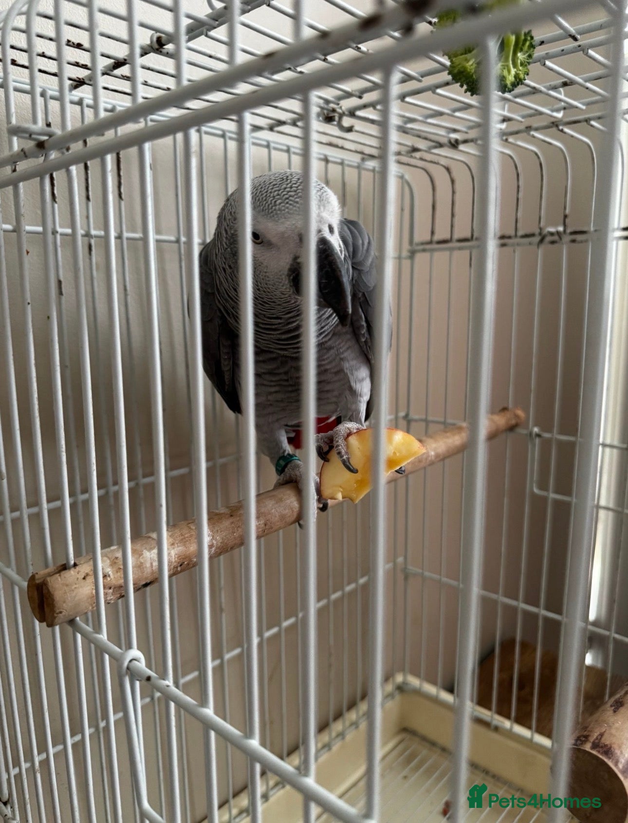 Parrots birds African grey parrot  - Advert 6