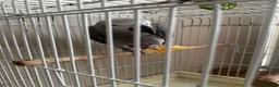 Parrots birds for sale: African grey parrot  - Advert 1